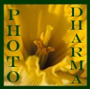daffodils by photodharma