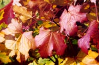 click here to see autumn splendor